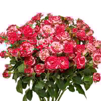 فازة بيبي روز