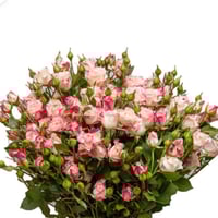 فازة بيبي روز