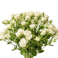 فازة بيبي روز