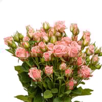 فازة بيبي روز