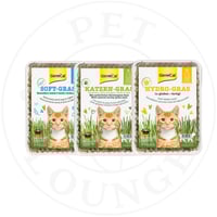 عشب طبيعي للقطط - GimCat