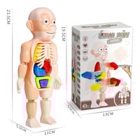 لعبة التعرف على أعضاء جسم الإنسان على الدمية