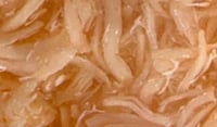 دجاج