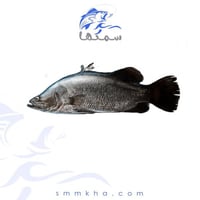 سمك قاروص طازج(سيباس) - السعر للكيلو