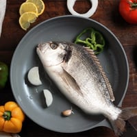 سمك دنيس طازج - السعر للكيلو