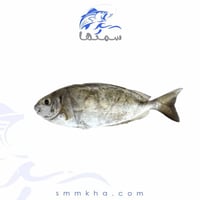 سمك السيجان