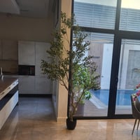 شجرة الزيتون