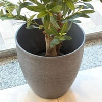 حوض شجر رمادي