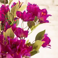 شجرة ورد جهنمي فوشي