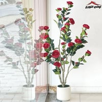 شجرة ورد جوري أحمر