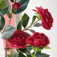 شجرة ورد جوري أحمر