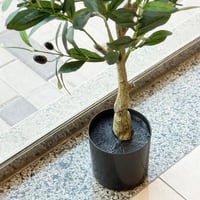 شجرة زيتون صغيره