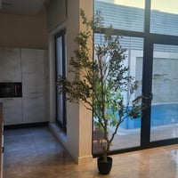 شجرة الزيتون