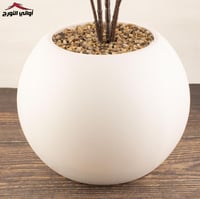 شجرة ورد جهنمي فوشي