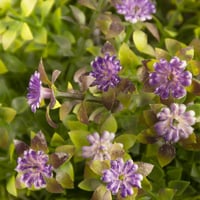 فازة زهور بنفسجي