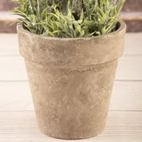 فازة زهرة الافندر