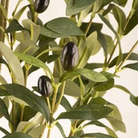 شجرة زيتون صغيره