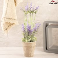 فازة زهرة الافندر