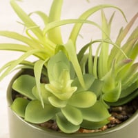 فازة زهور أخضر