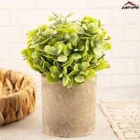 فازة زهرة النعناع