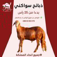 سواكني تربية بالجملة