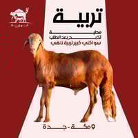 سواكني كبير تربية ناهي