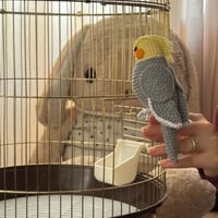 دمية طير -كوكتيل -