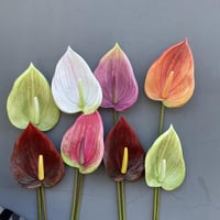 غصن ورد رقم ( 50 ) حجم كبير