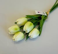 اخضر فاتح