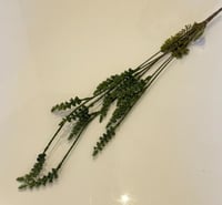 اخضر