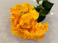 اصفر