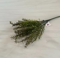 اخضر غامق