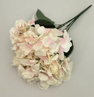 وردي مع ابيض