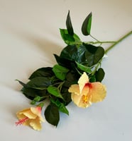 اصفر