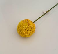 اصفر