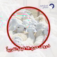 خروف حري الوزن 18 كيلو تقريباً