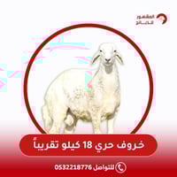 خروف حري الوزن 18 كيلو تقريباً