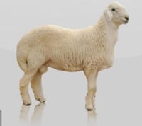 خروف حري الوزن 18 كيلو تقريباً