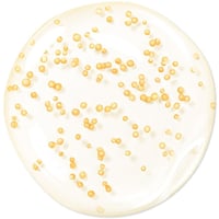 سيروم جيرلان ابيل رويال المائي (Guerlain Youth Wat...