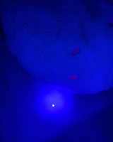 12 ليد كاشف فطريات UV للحيوانات الأليفة