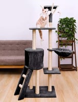 خداشة قطط مع السلم