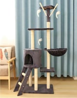 خداشة قطط مع السلم