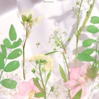 clear coastere قاعده اكواب