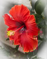 شتلات هيبسكس احمر