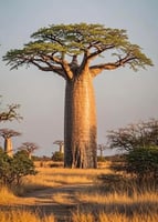 شتلات باوباب