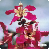 شتلات كوريزيا ناعمه ( قابوق )