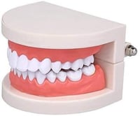 مجسم اسنان تعليمي للأطفال