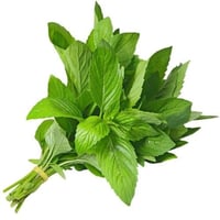 نعناع مغربي