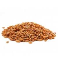 حب الرشاد (حبوب حلف)