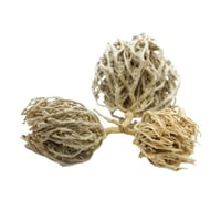 عشبة كف مريم